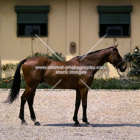 bargello, salerno stallion in italy