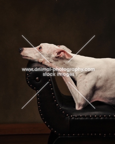 Whippet dreaming on sofa