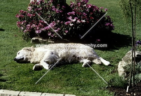 old golden retriever asleep in a garden