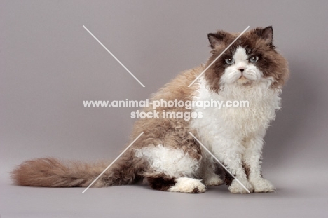 Seal Point & White Selkirk Rex, sitting