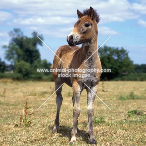 Exmoor foal