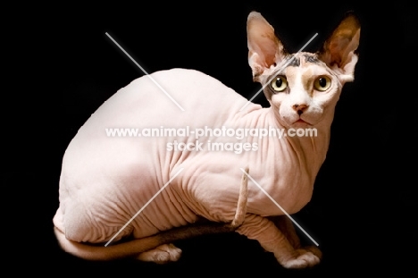 sphynx cat full body