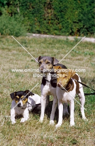 three Brazilian Terriers together