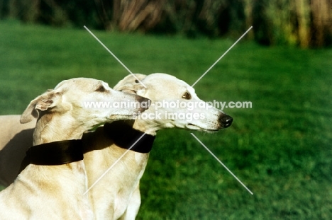 head study of two racing whippets, 