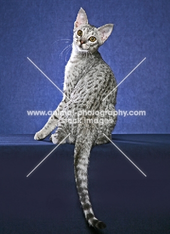 Ocicat, looking back, on blue background
