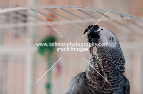 African Grey Parrot, looking up