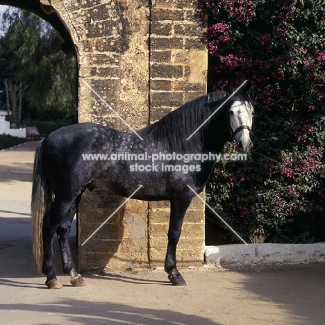 Barb stallion at Temara