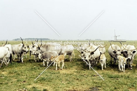 herd of hungarian grey cattle at hortobágy in hungary