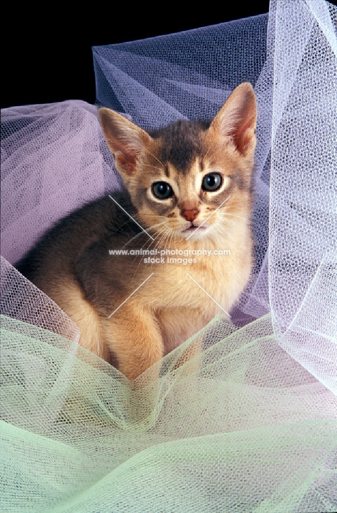 blue Abyssinian kitten