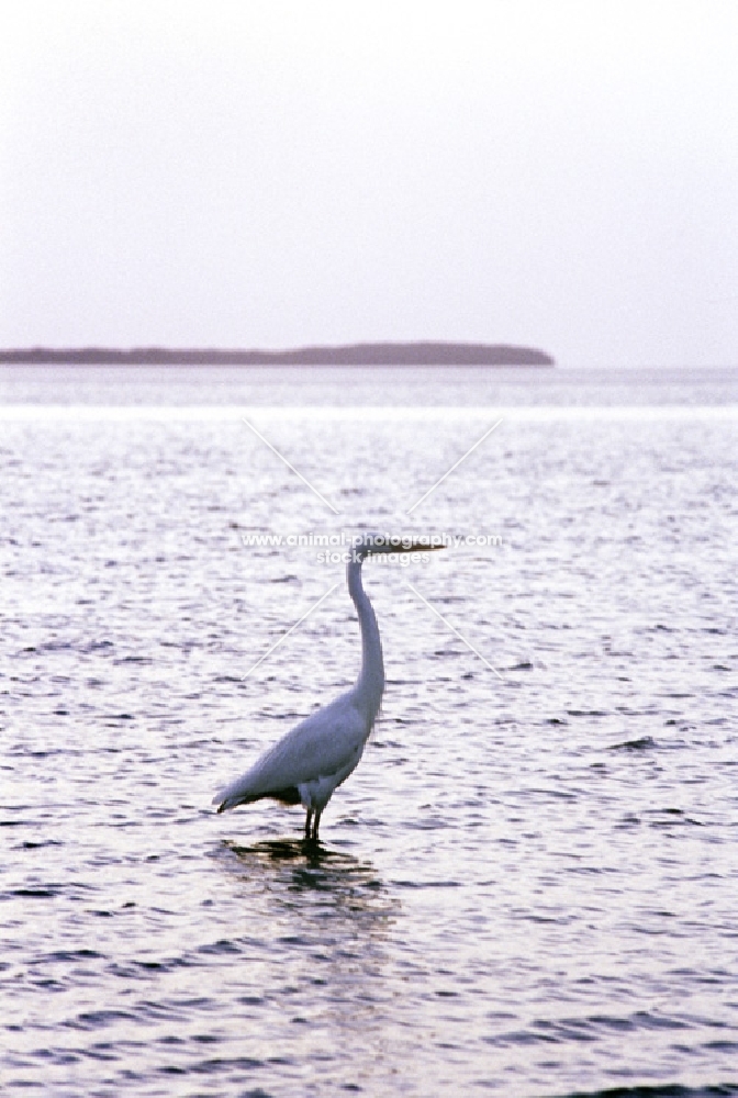 great egret in the everglades, florida