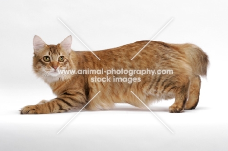 American Bobtail, Chocolate Spotted Tabby, standing