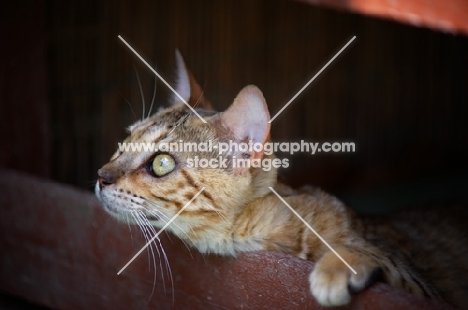 young curious bengal cat