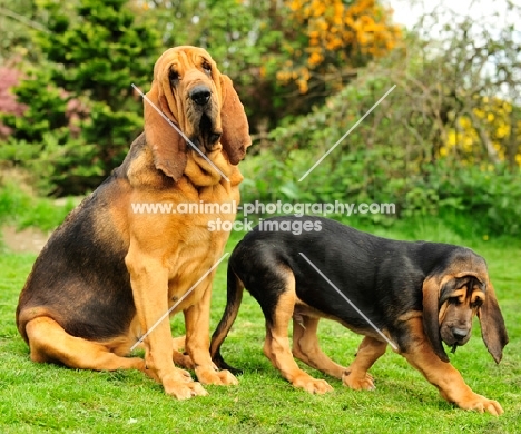 Bloodhound with young