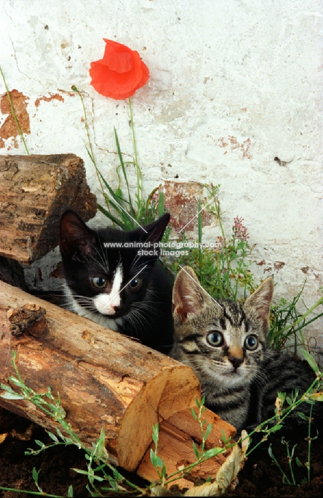 Household kittens hiding behind log