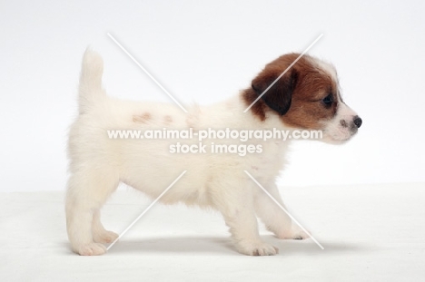 rough coated Jack Russell puppy, posed