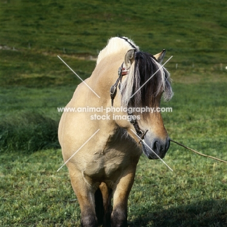 Maihelten 1692, Fjord Pony front view with hair covering eyes