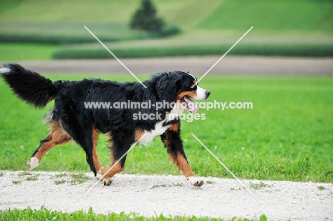 bernese mountain dog walking