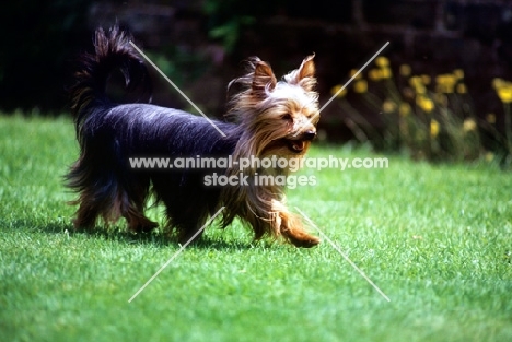 undocked yorkshire terrier walking across lawn