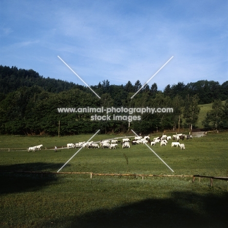 lipizzaner mares and foals at piber