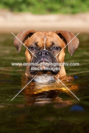 Boxer emerging from water