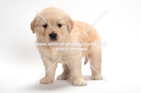 Golden Retriever puppy