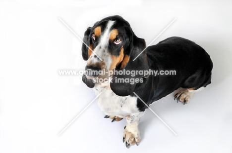 Basset Hound sitting in studio on white background