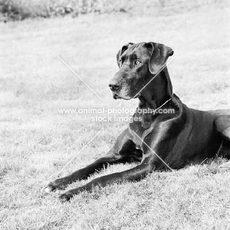 great dane lying down