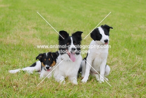 border collie bitch with puppies