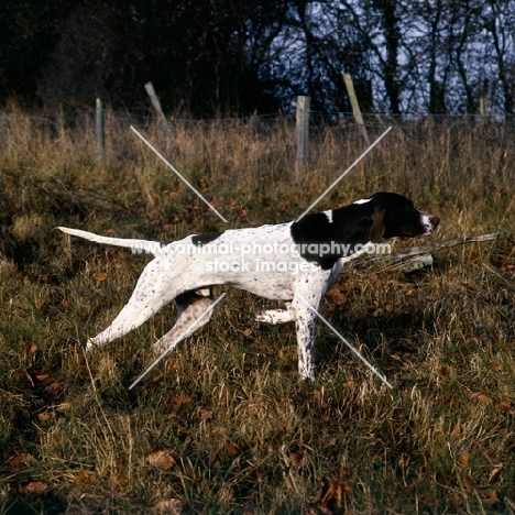 english pointer side view on point