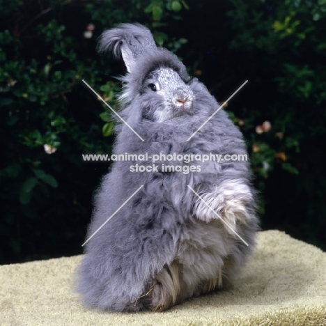 angora rabbit standing up