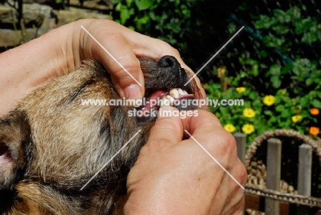 border terrier teeth scraping