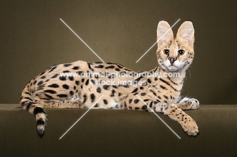 young Serval