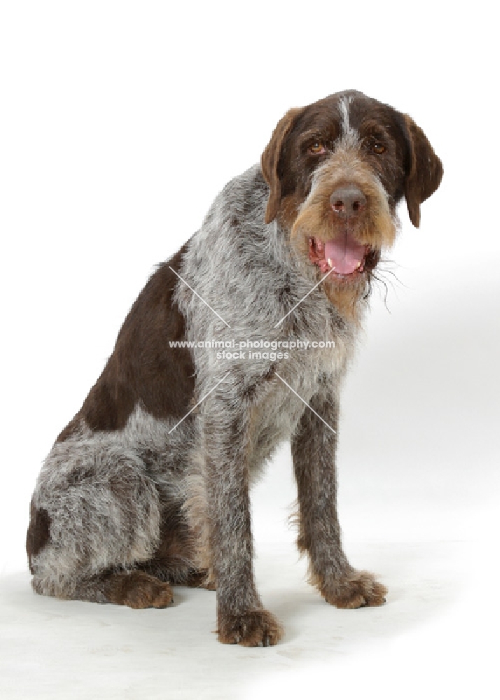 Australian Champion German Wirehair Pointer, sitting down