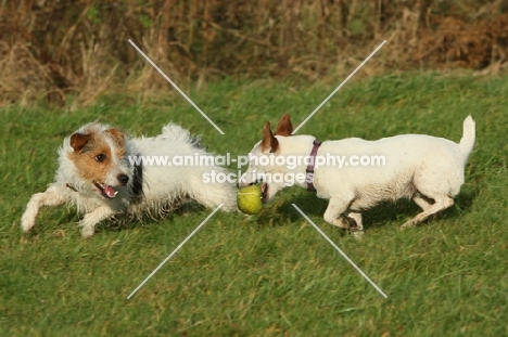 Jack Russells playing with tennis ball
