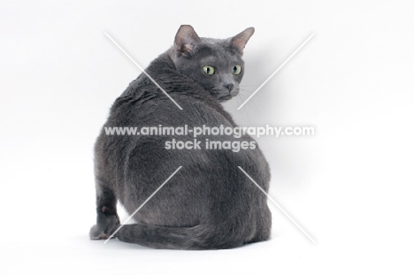 blue Korat cat back view