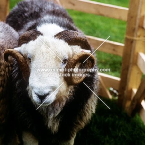 herdwick ram in lake district portrait