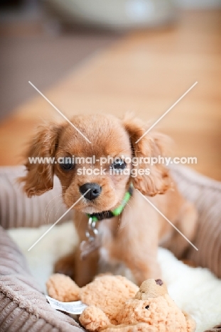 3 month old Cavalier King Charles Spaniel puppy