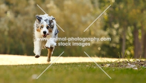 blue merle Australian Shepherd dog running
