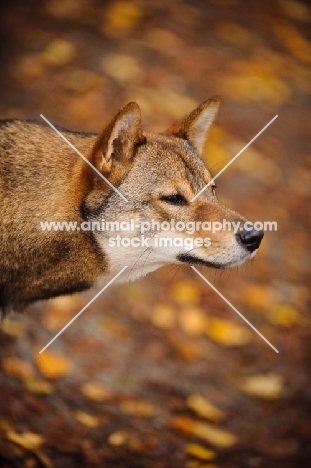 alert Shiba Inu