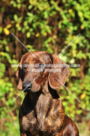 Smooth Dachshund, head study