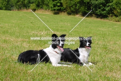 border collie pair lying down