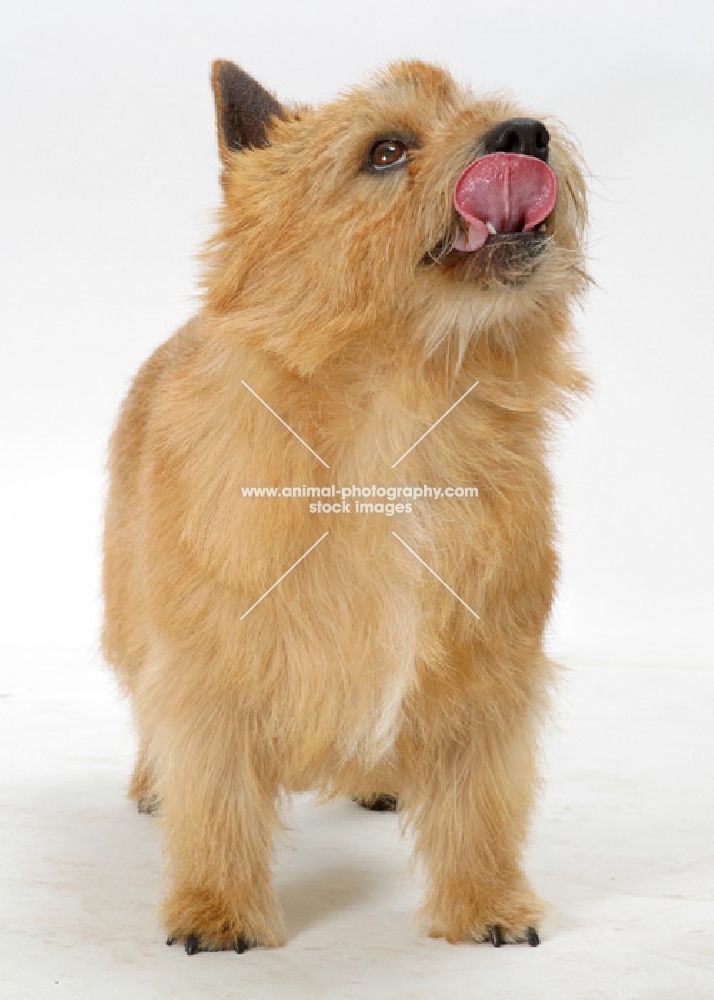 red Norwich Terrier licking lips