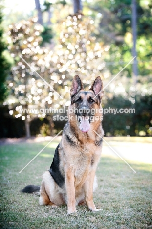 German shepherd sitting in grass