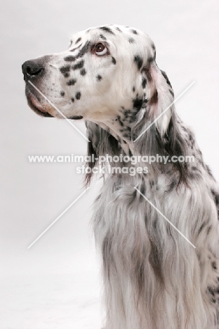 English Setter (Blue Belton colour), Australian Champion