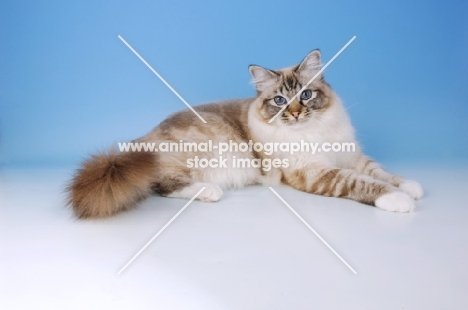 seal tabby point birman cat lying down on blue background