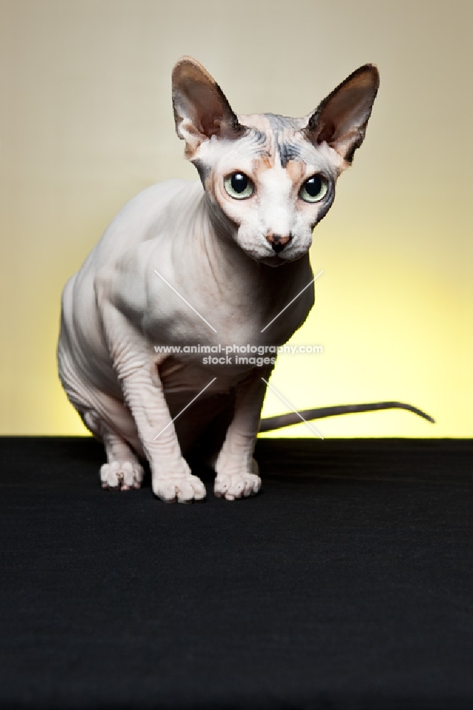 Sphynx sitting, looking at camera