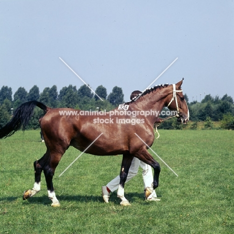 Gelderland walking at a Bilthoven show with handler