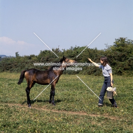 Clonkeehan Water Lily, Connemara foal with girl full body 