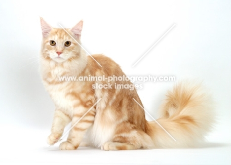 Red Silver Classic Tabby Maine Coon
