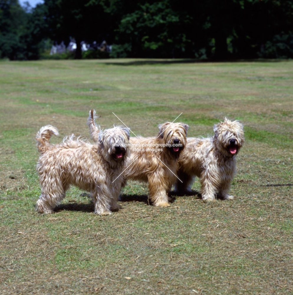 three soft coated wheaten terriers looking towards the camera